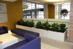Aglaonema 'Diamond Bay' fill a custom planter in a Toronto Hospital waiting area
