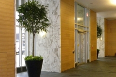 Ficus alii (Weeping Ficus) with Pothos understory plants enhance the alcoves in this Toronto hospital lobby