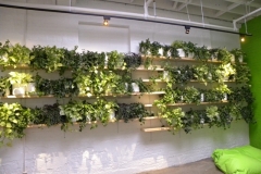 Green plant wall in a modern loft-style Toronto office