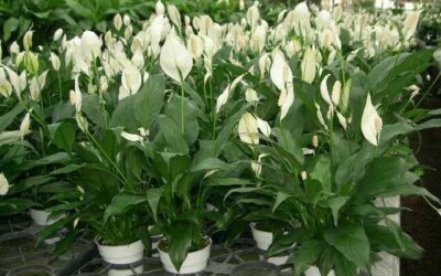 Peace Lily (Spathiphyllum)