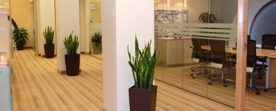 Plant of the Month- Snake Plant