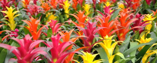 “I would like some colour in the office. Do you have any tropical office plants that flower?”