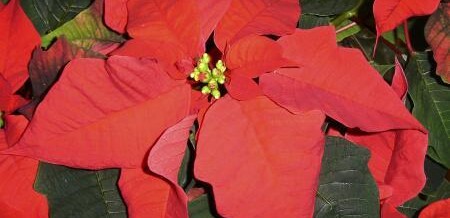 Holiday Cheer- The Poinsettias are Here!