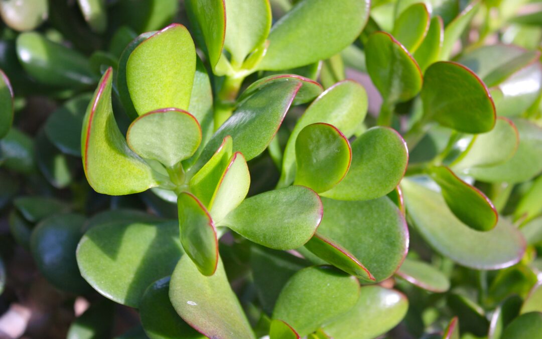 Plant of the Month-Jade Plant