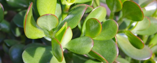 Plant of the Month-Jade Plant