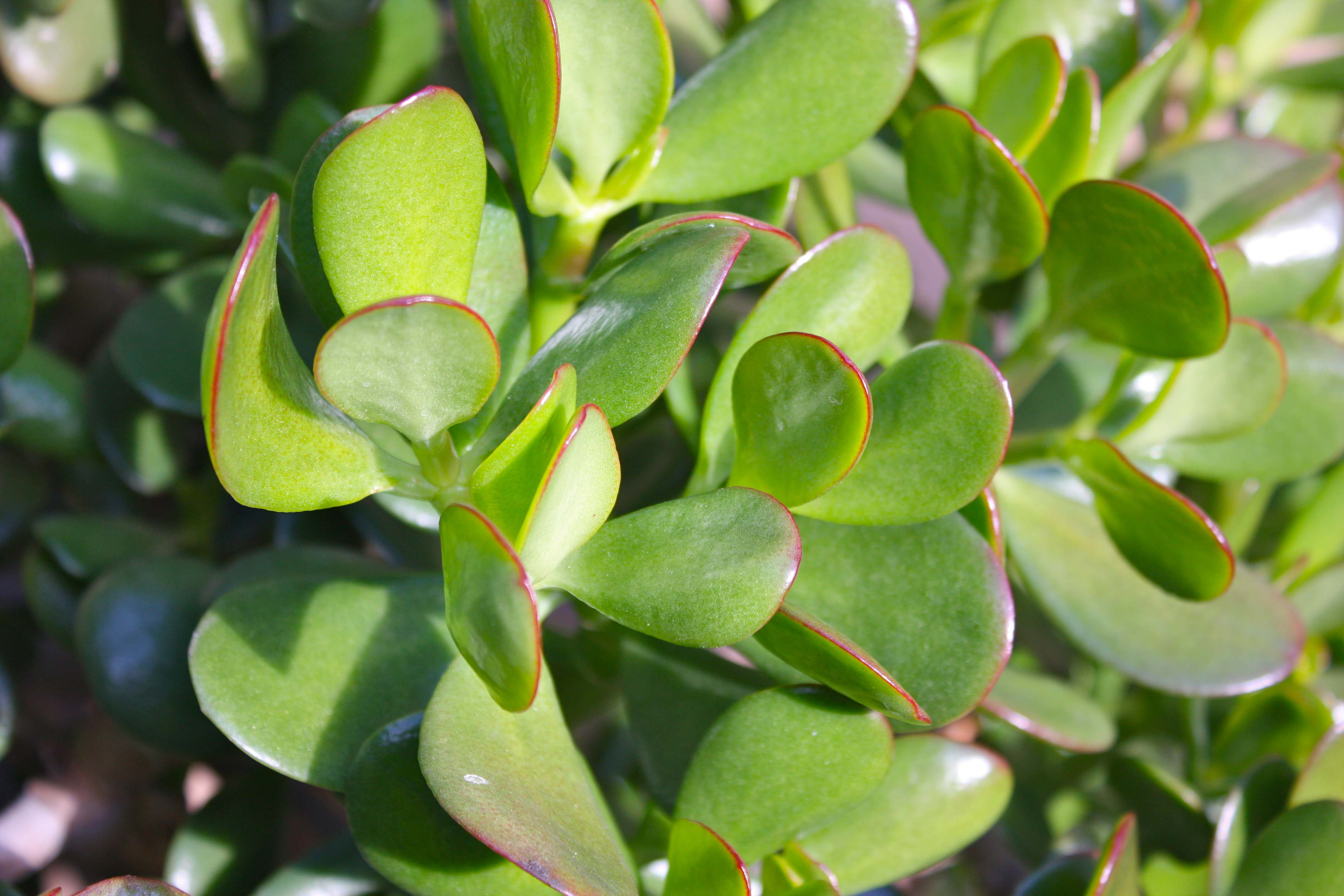 What Type Of Soil Does A Jade Plant Like