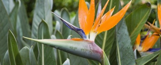 Plant of the Month- Bird of Paradise