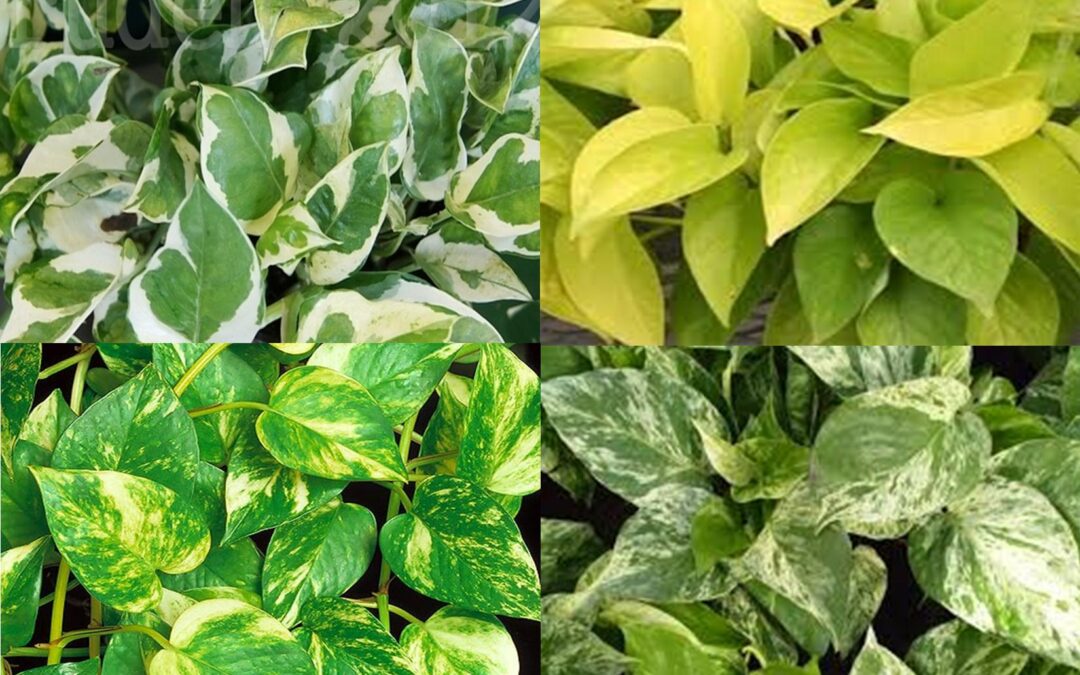 Plant of the Month – Pothos Ivy