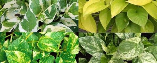 Plant of the Month – Pothos Ivy