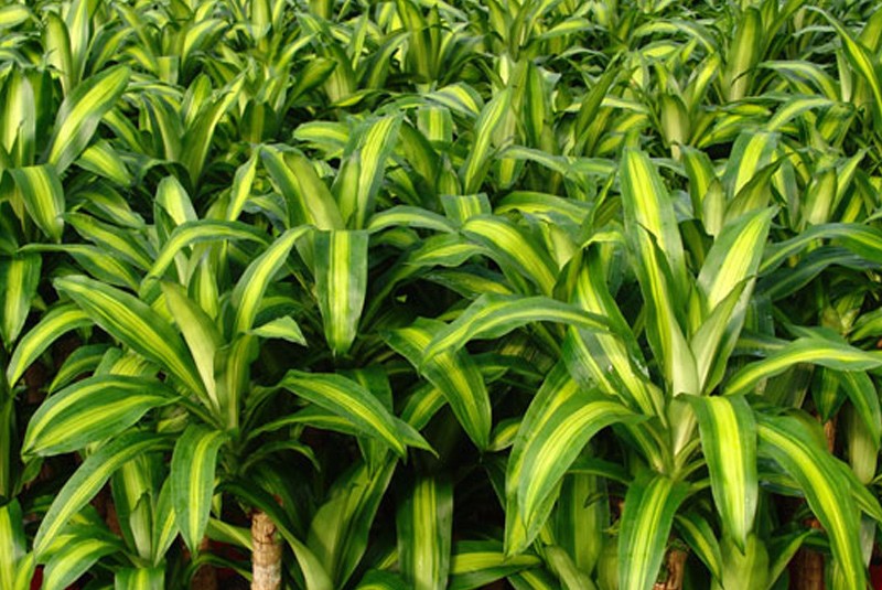 Plant of the Month – Corn Plant