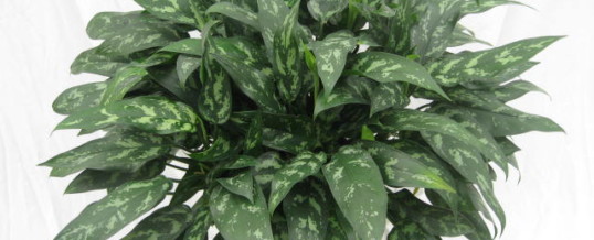 Plant of the Month – Aglaonema