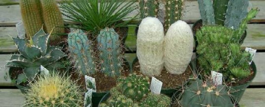 Plant of the Month- Cacti