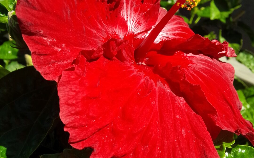 Hibiscus – Plant of the Month