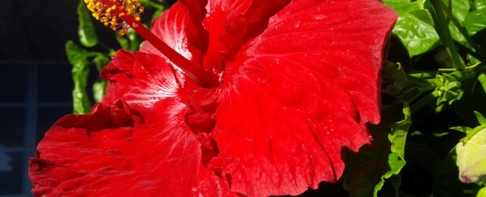Hibiscus – Plant of the Month