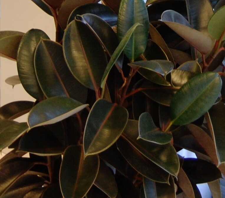 Rubber Plant (Ficus elastica)