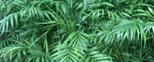 Plant of the Month – Parlour Palm (Chamaedorea elegans ‘Neanthe Bella’)