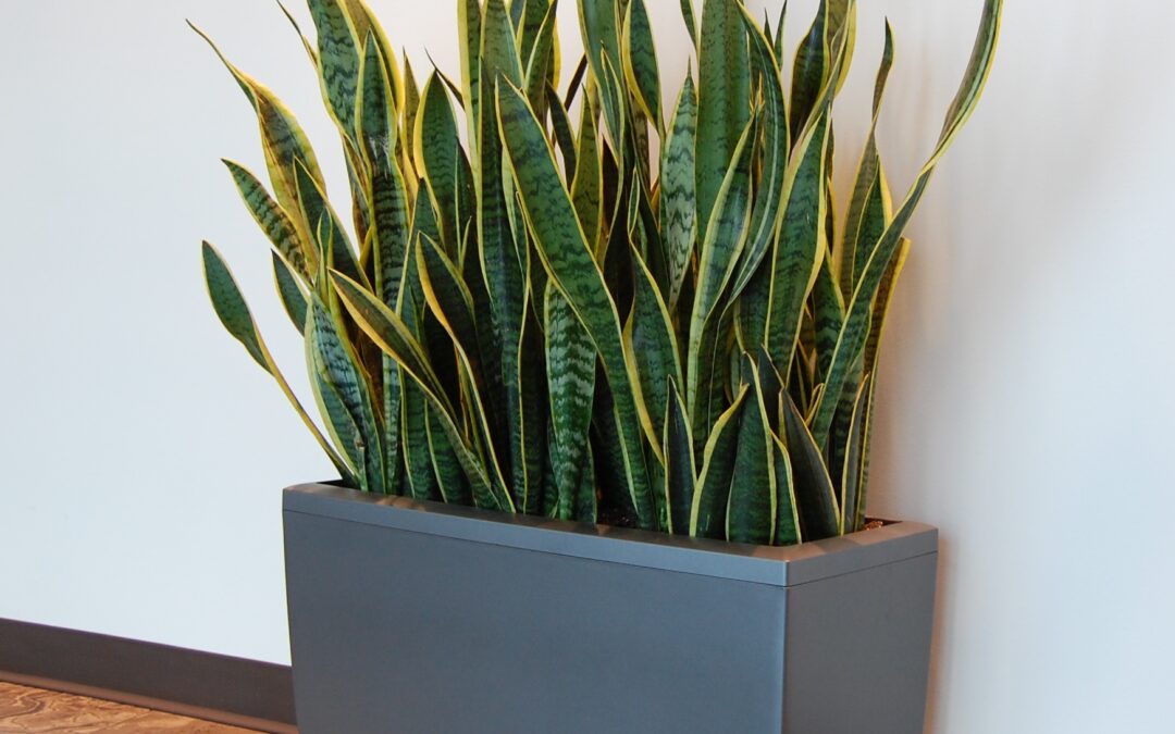 Snake Plant