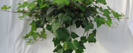 Plant of the Month-Ivy (Hedera species)