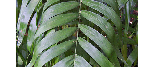 Plant of the Month – Chamaedorea erumpens (Bamboo Palm)