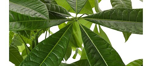 Plant of the Month – Money Tree (Pachira aquatica)