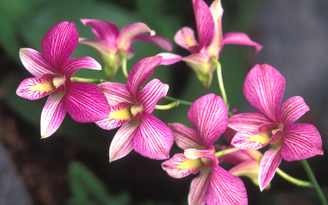 Plant of the Month – Orchid