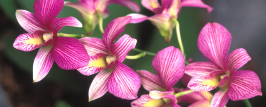 Plant of the Month – Orchid
