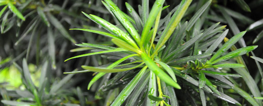 Plant of the Month – Buddhist  Pine (Podocarpus macrophyllus)