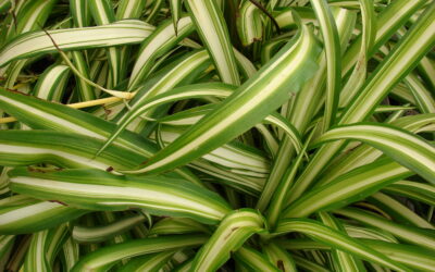 Plant of the Month – Spider Plant (Chlorophytum comosum)