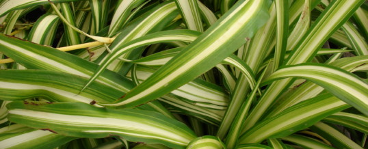 Plant of the Month – Spider Plant (Chlorophytum comosum)