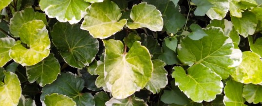 Plant of the Month – Aralia (Polyscias species)