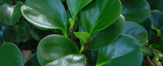 Plant of the Month – Peperomia