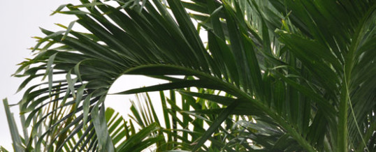Adonidia Palm (Veitchia merrillii) – Plant of the Month
