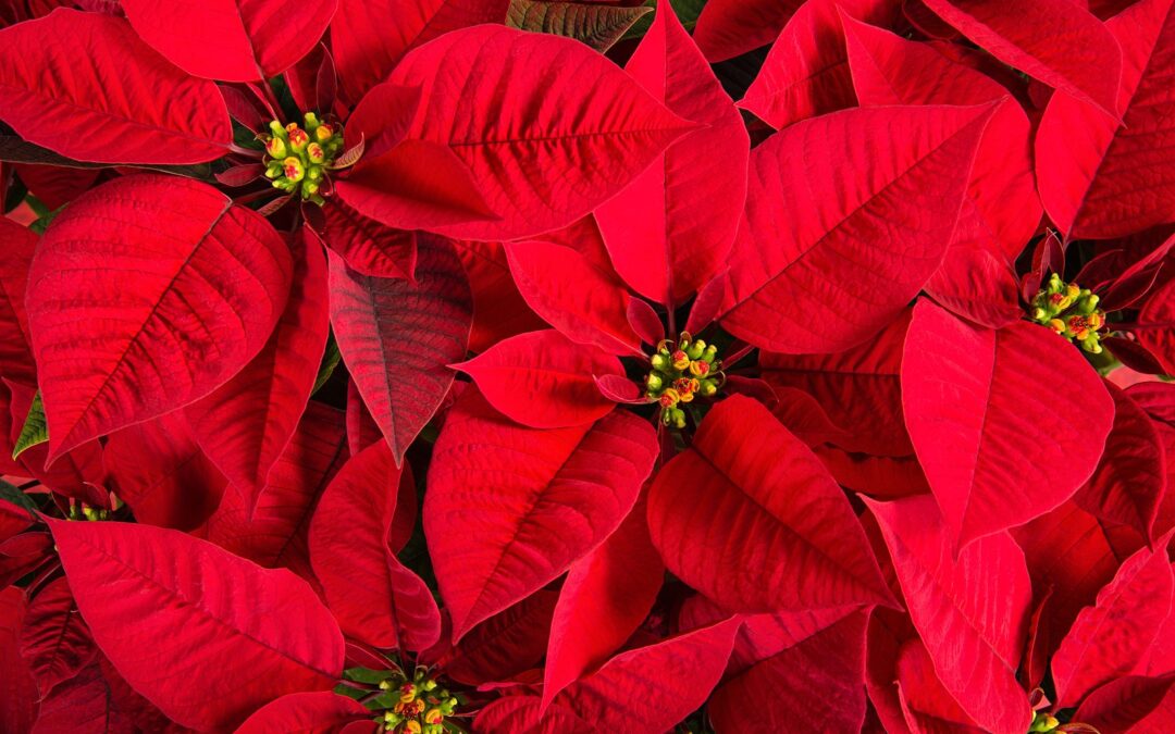 Poinsettias for the office. Office plant care