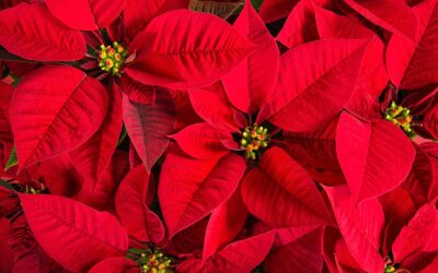 Poinsettia Time! Happy Holidays!