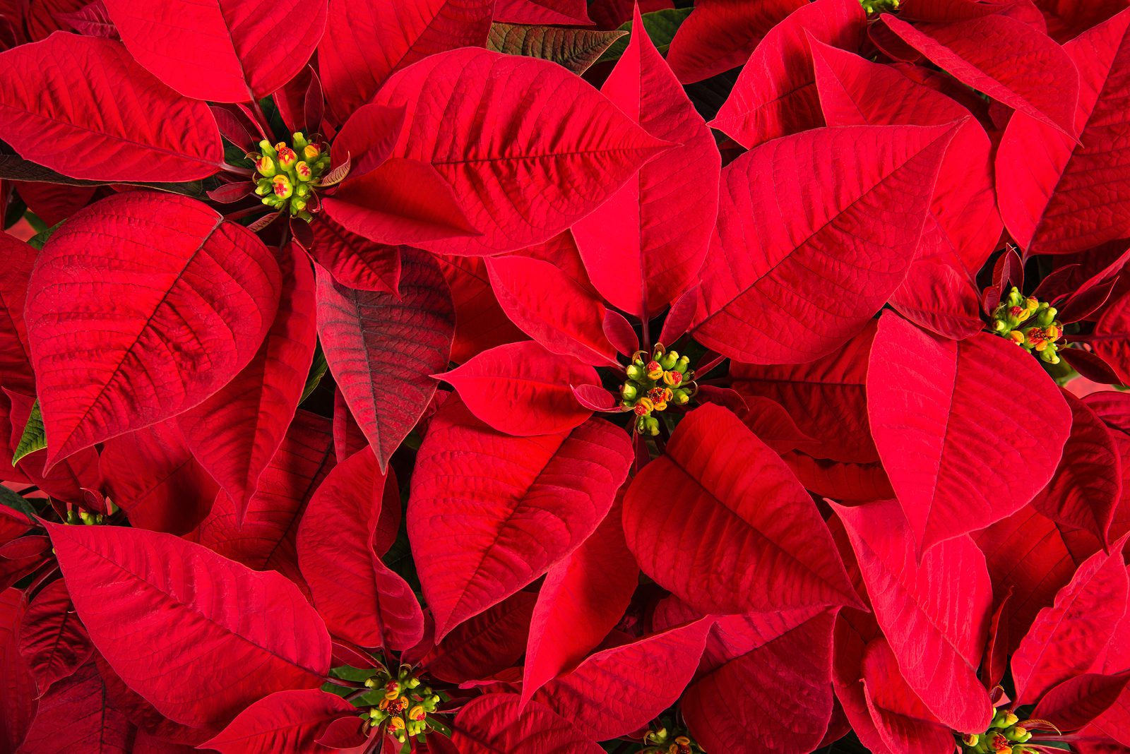 Poinsettias for the office. Office plant care