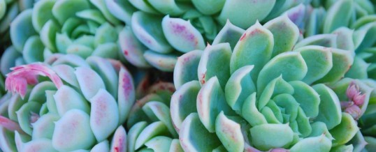 Succulents – Plant of the Month