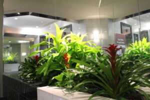 Benefits of office plants