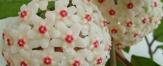 Wax Plant (Hoya carnosa) – Plant of the Month