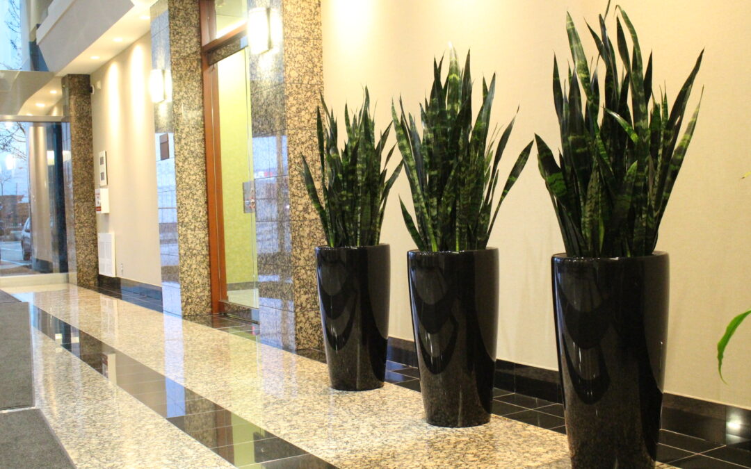 Snake Plant (Sansevieria trifasciata) aka Mother-in-Law’s Tongue