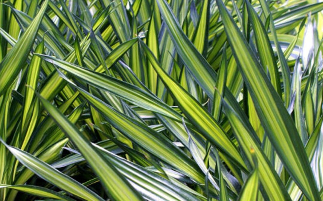 Dracaena Rikki – Plant of the Month