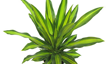 Dracaena – unique new cultivars