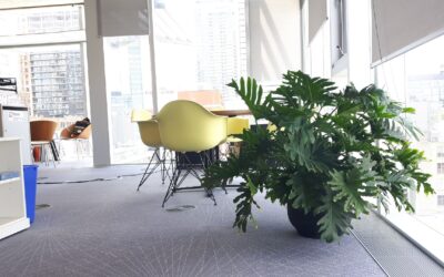 Philodendron selloum
