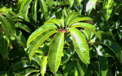 Schefflera ‘Amate’ (Umbrella Tree)