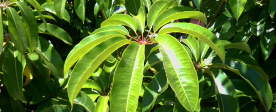 Schefflera actinophylla ‘Amate’ (Umbrella Tree)