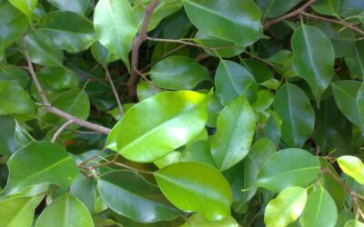 Ficus benjamina (Weeping Fig Tree, Benji Tree)