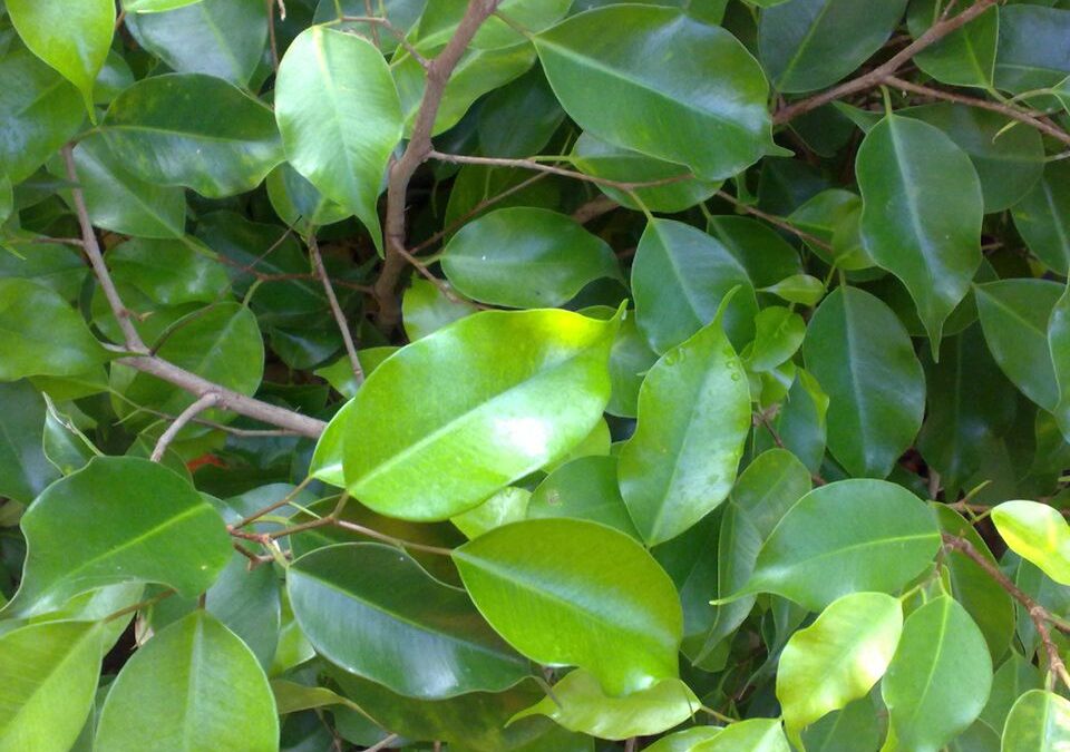 Ficus benjamina (Weeping Fig Tree, Benji Tree)