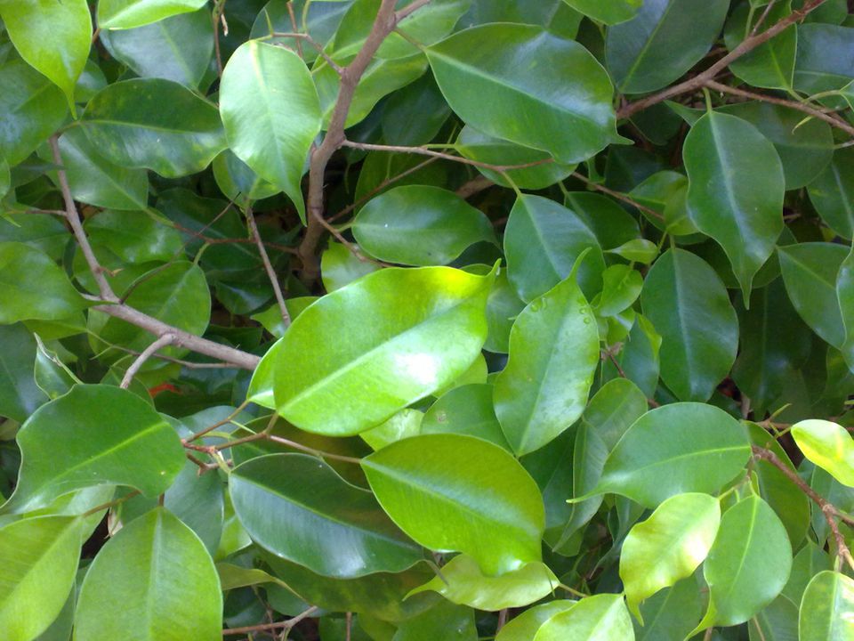 Ficus Tree Leaf