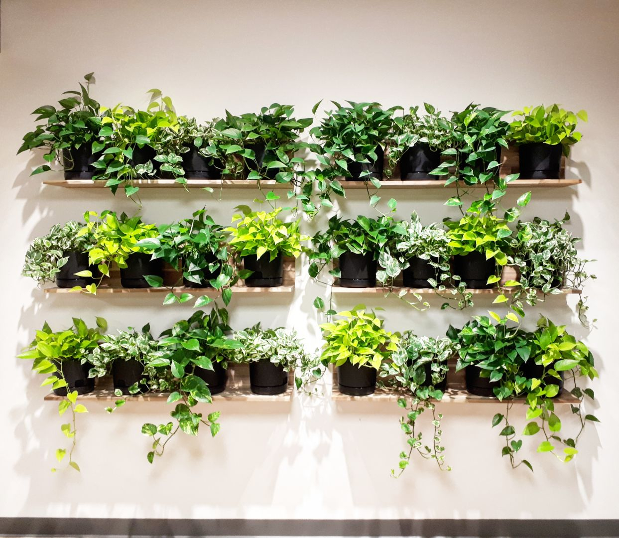 Plants for office Mississauga