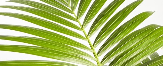 Kentia Palm (Howeia forsteriana)