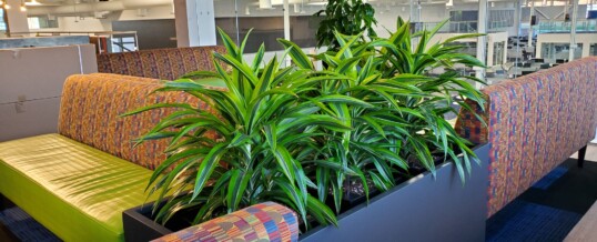 Welcome employees back to the office! with plants!